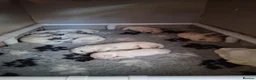 Golden Retriever dogs for sale: Stunning Golden Retriever Puppies  in Barnsley - Advert 6