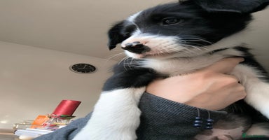 Border Collie dogs - Advert 3
