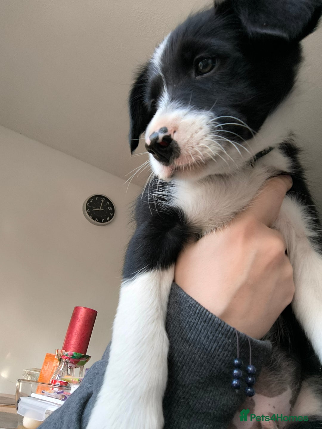 Border Collie dogs for sale: Border Collie Puppies - Image 3