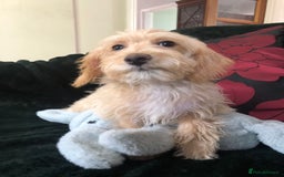 Mixed Breed dogs for sale: shihtzu x toy poodle puppies for sale - Image 23