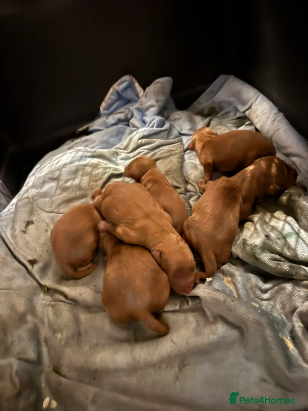 Cockapoo dogs for sale: F1 cockerpoo puppies ready to leave next Thursday - Advert 3