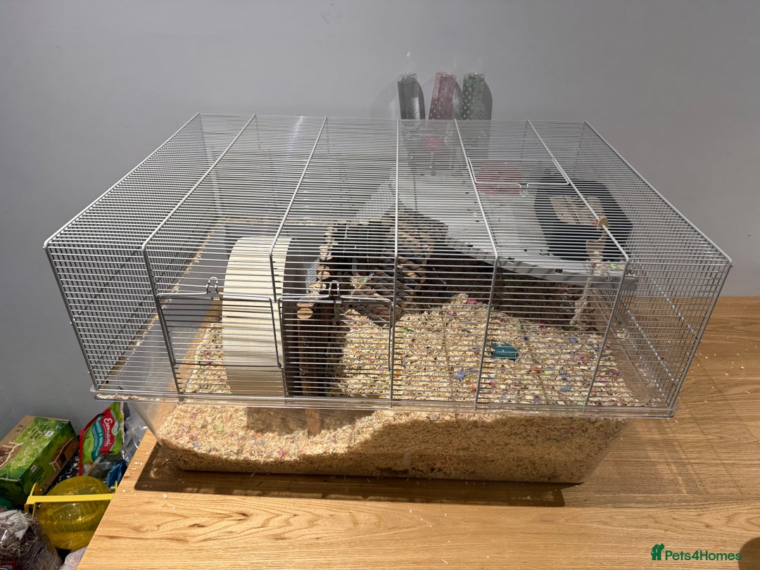 Gerbil rodents for sale: Two male gerbils to be rehomed asap - Image 13