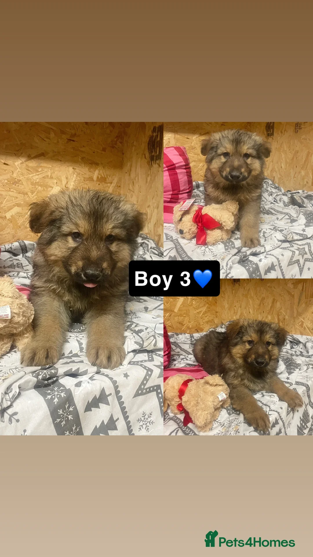 German Shepherd dogs for sale: Long hair German shepherd puppies  - Advert 4