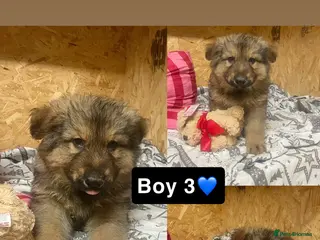 German Shepherd dogs Long hair German shepherd puppies - Advert 2