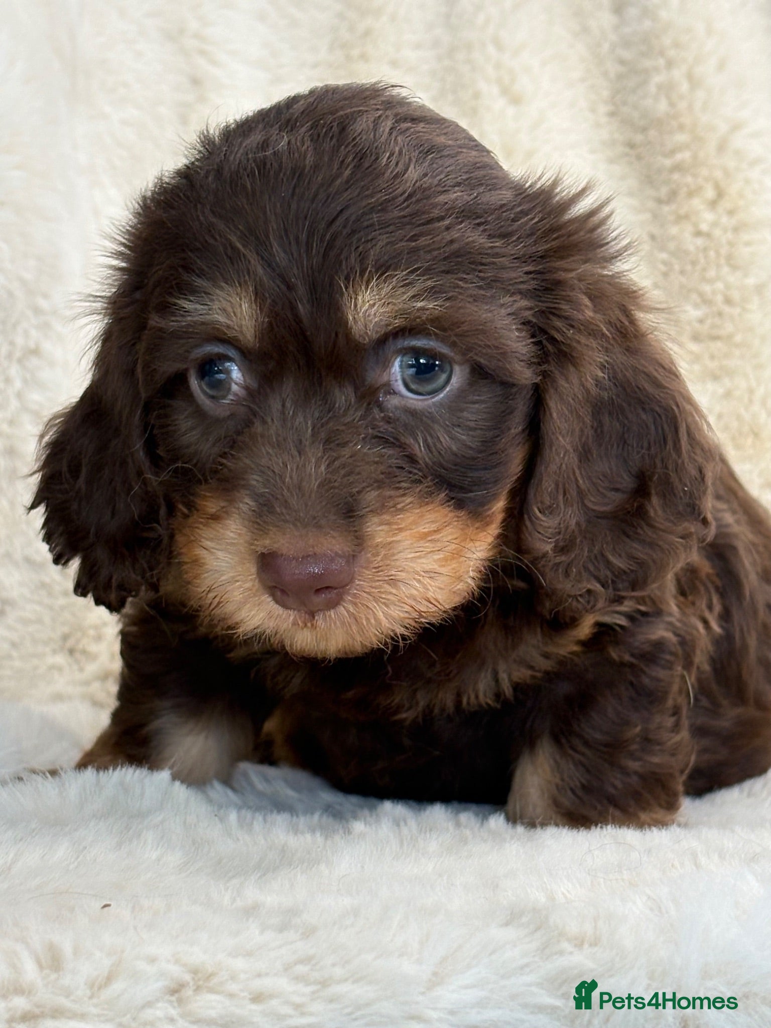 Mixed Breed dogs Gorgeous fluffy Daxi cross puppies  - Advert 1
