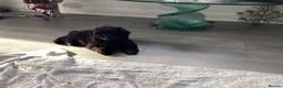 Toy Poodle dogs for sale: Kennel club pupps - Advert 4