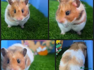 Hamster rodents Beautiful Syrian Hamster Adult Female Girl - Advert 4