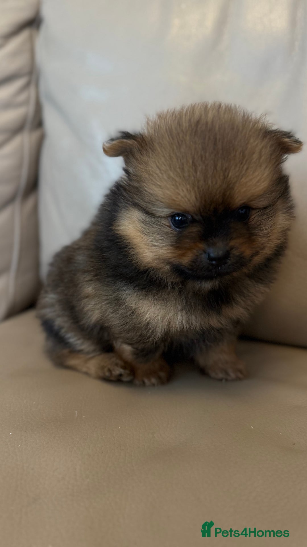 German Spitz dogs for sale: KC Reg Show Type German Spitz (Klein) For Sale. - Image 8