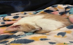 Mixed Breed cats for sale: Beautiful Cuddly Kittens - Image 4