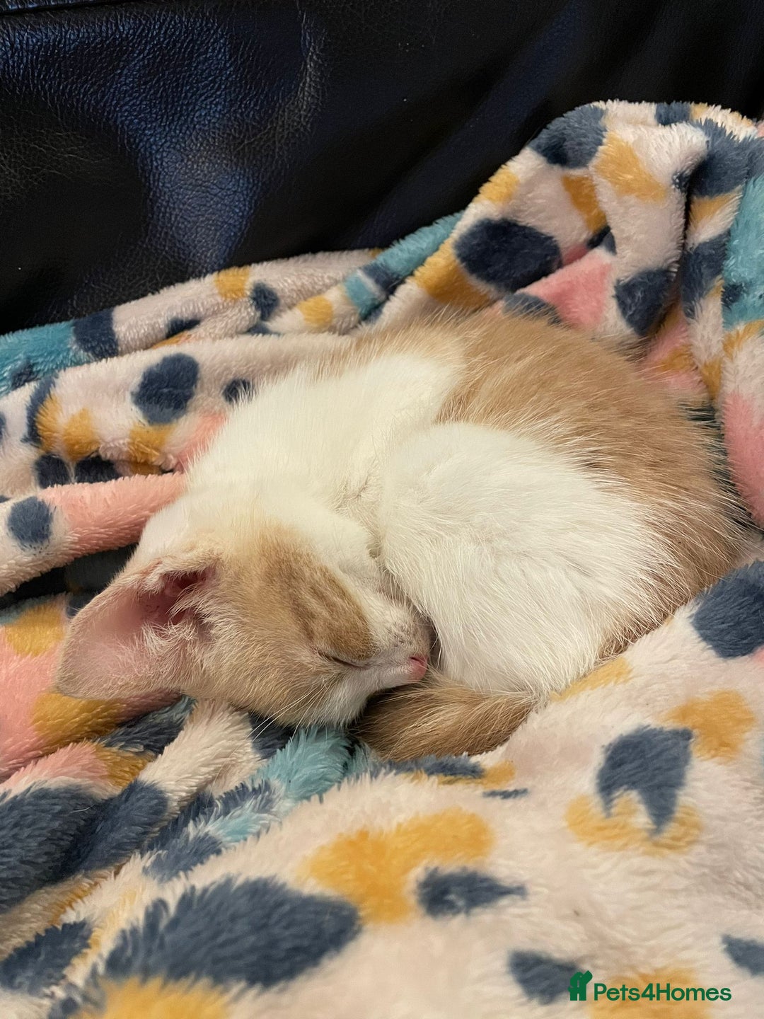 Mixed Breed cats for sale: Beautiful Cuddly Kittens - Image 4