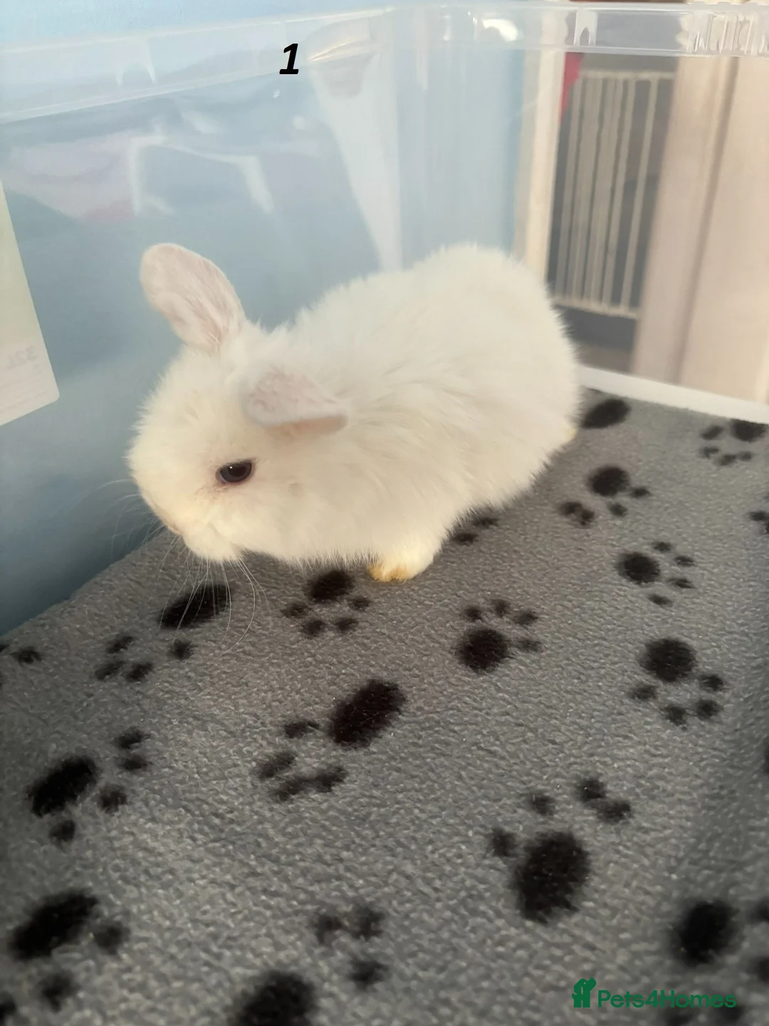 Mini Lop rabbits for sale: 🐰 Beautiful Mini Lop Baby Bunnies– Ready to go 🐰 - Advert 1