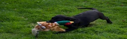 Labrador Retriever dogs for sale: KC reg black bitch . Health tested parents. - Advert 11
