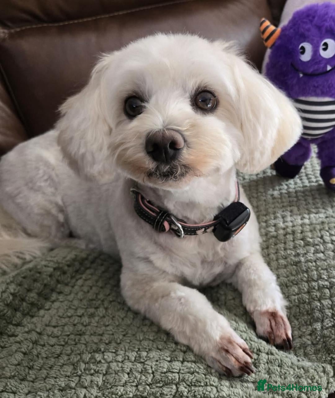 Maltipoo dogs for sale: F1B Maltipoo  puppies  - Advert 2