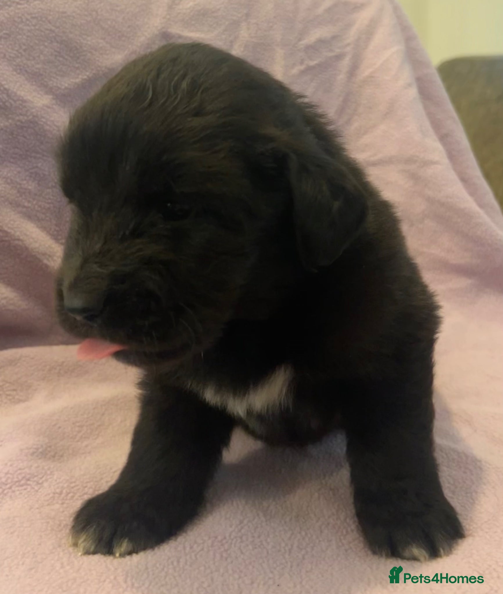 Mixed Breed dogs for sale: Black & landseer Newfoundland puppies  - Advert 12