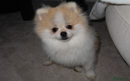 Pomeranian dogs for sale: Teddy bear Pomeranian- show style    - Image 4