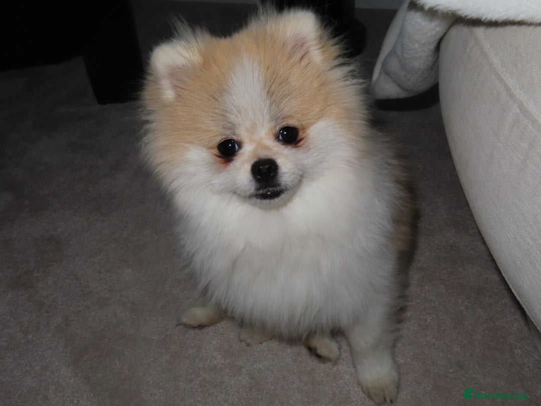 Pomeranian dogs for sale: Teddy bear Pomeranian- show style    - Image 4