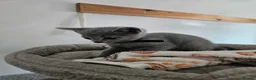 Russian Blue cats for sale: Russian Blue Kittens • TICA Lines - Advert 29