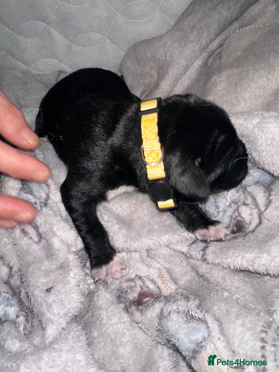 Mixed Breed dogs for sale: Labrador cross Dalmatian puppies - Advert 16