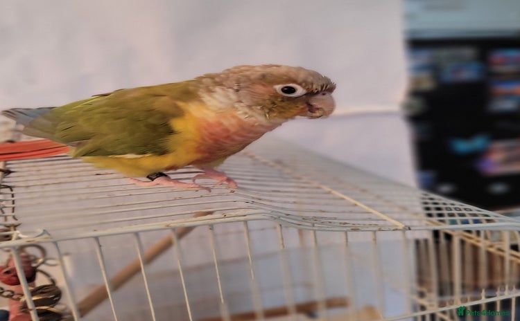 Conures birds - Advert 1