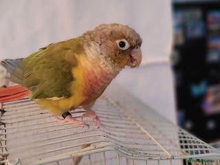 Conures birds - Advert 4