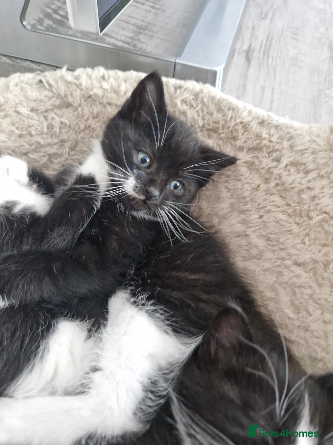 Mixed Breed cats for sale: 3 playful black and white kittens - Advert 1
