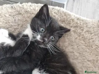 Mixed Breed cats 3 playful black and white kittens - Advert 13