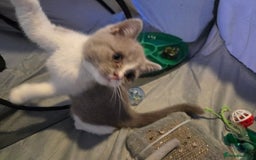 British Shorthair cats for sale: British short hair boy ready now - Image 4