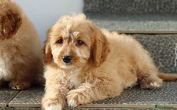 Cavapoo dogs for sale: F1 Cavapoo puppies for sale FULLY VACCINATED - Advert 31