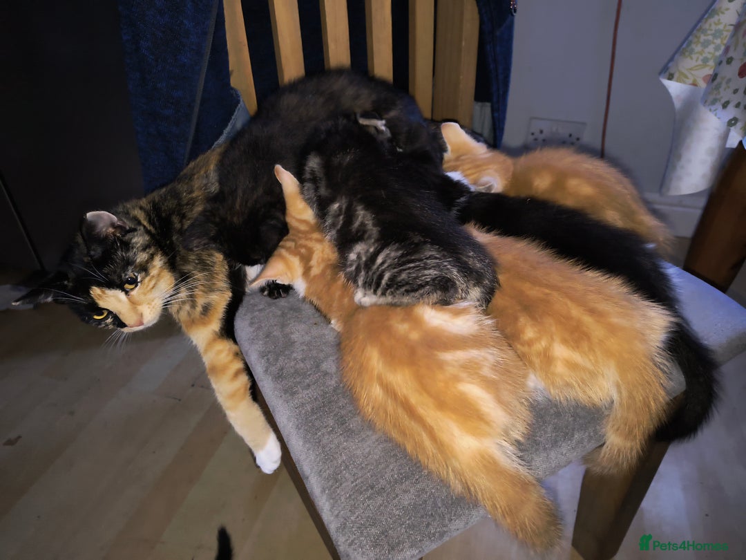 Mixed Breed cats for sale: 5 Beautiful Kittens for sale - Image 5