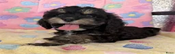 Cockapoo dogs for sale: Beautiful cockapoos 🐶🐶 ready now - Advert 18