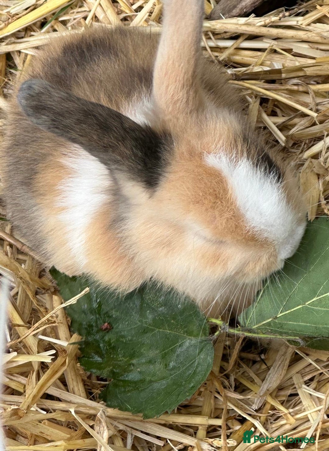 Mini Lop rabbits for sale: Mini Loop girl looking for forever home  in Leatherhead - Image 2