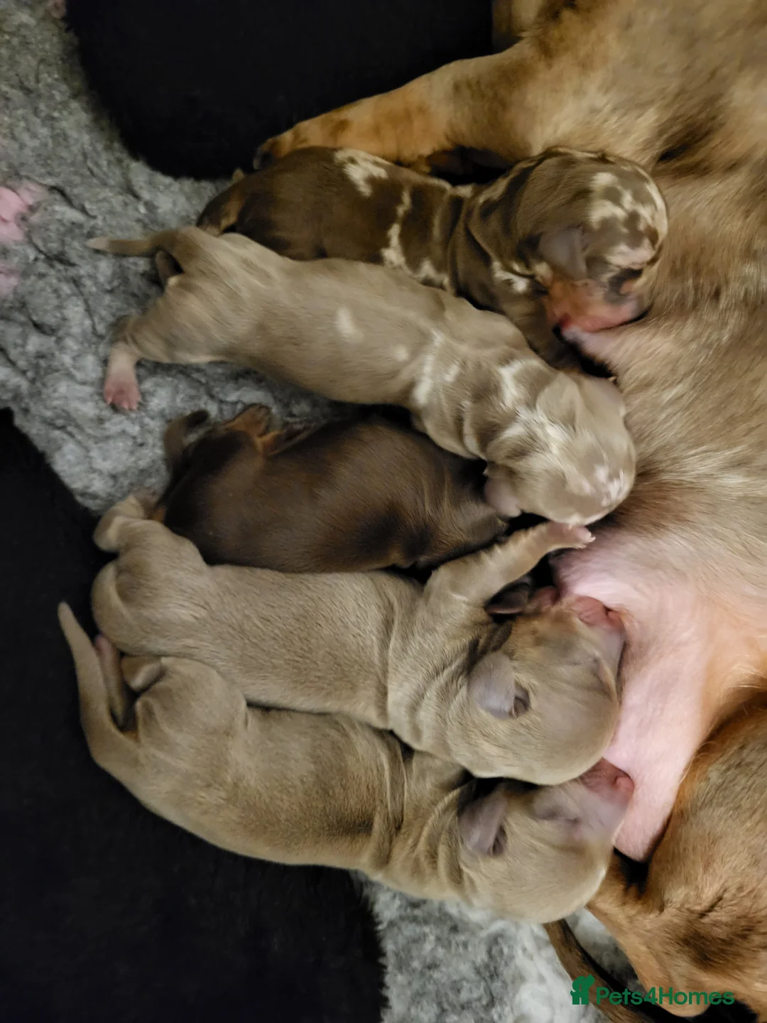 Miniature Dachshund dogs for sale: Minature dachshunds puppies "7 weeks old" - Advert 1