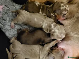 Miniature Dachshund dogs Minature dachshunds puppies "7 weeks old" - Advert 5