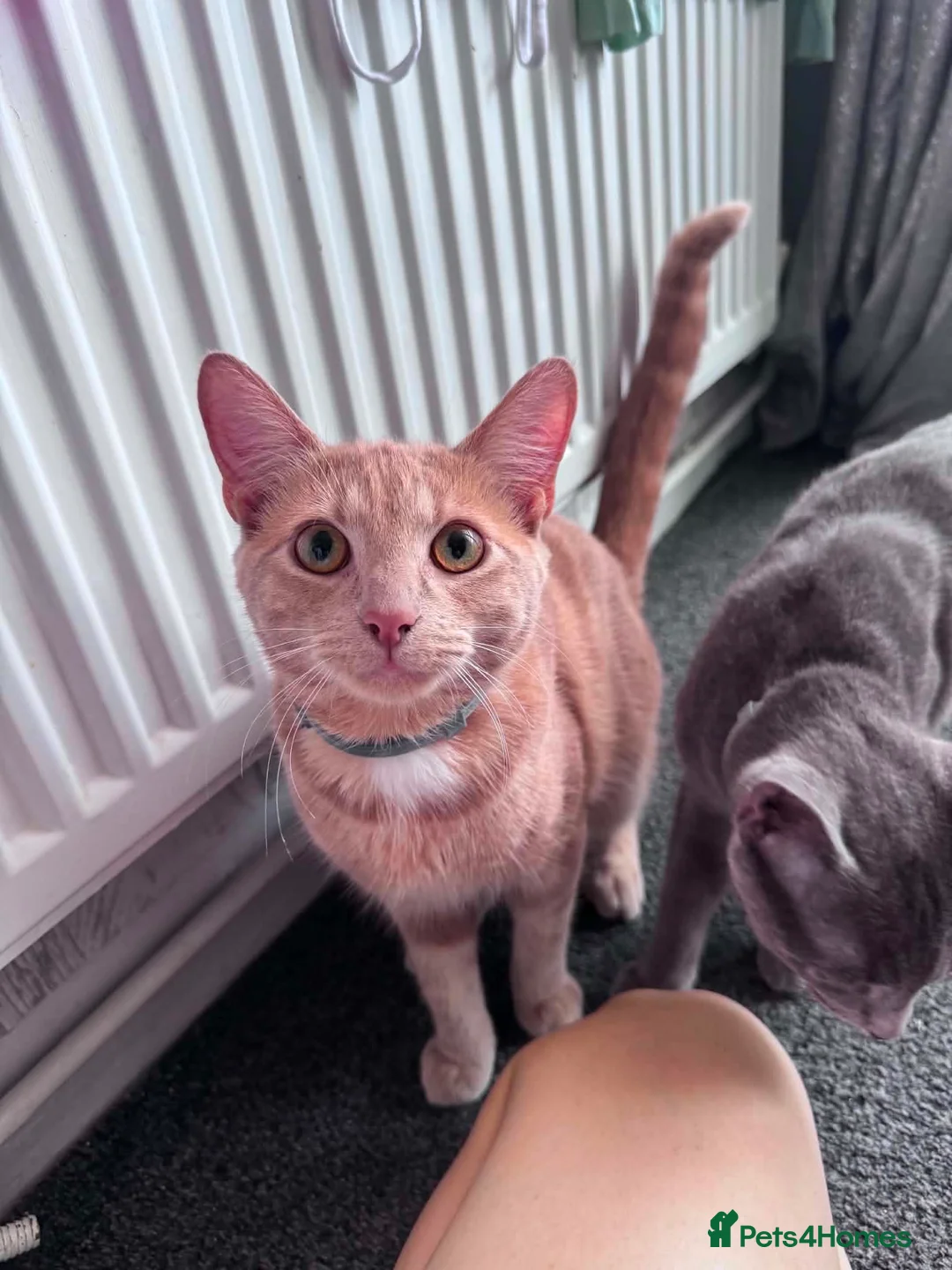 Mixed Breed cats for sale: Stunning mixed breed cats in Luton - Advert 2