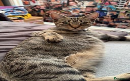 Domestic Shorthair cats for sale: 2x Tabby Cats (1x Male and 1x Female) - Image 2