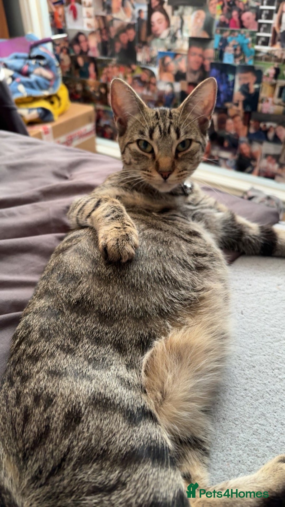 Domestic Shorthair cats for sale: 2x Tabby Cats (1x Male and 1x Female) - Image 2