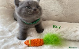 British Shorthair cats for sale: British Shorthair Kittens - Image 4