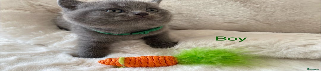 British Shorthair Kitten 3