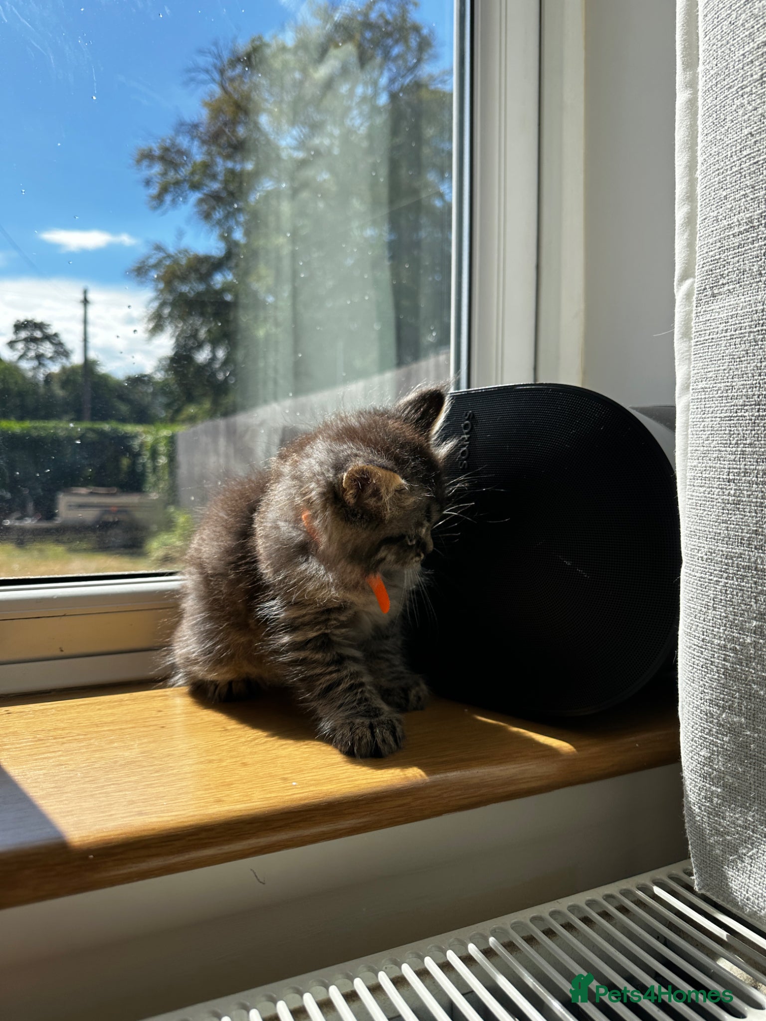 Mixed Breed cats for sale: Maine Coon x British Short Hair Kittens in Cambridge - Advert 5