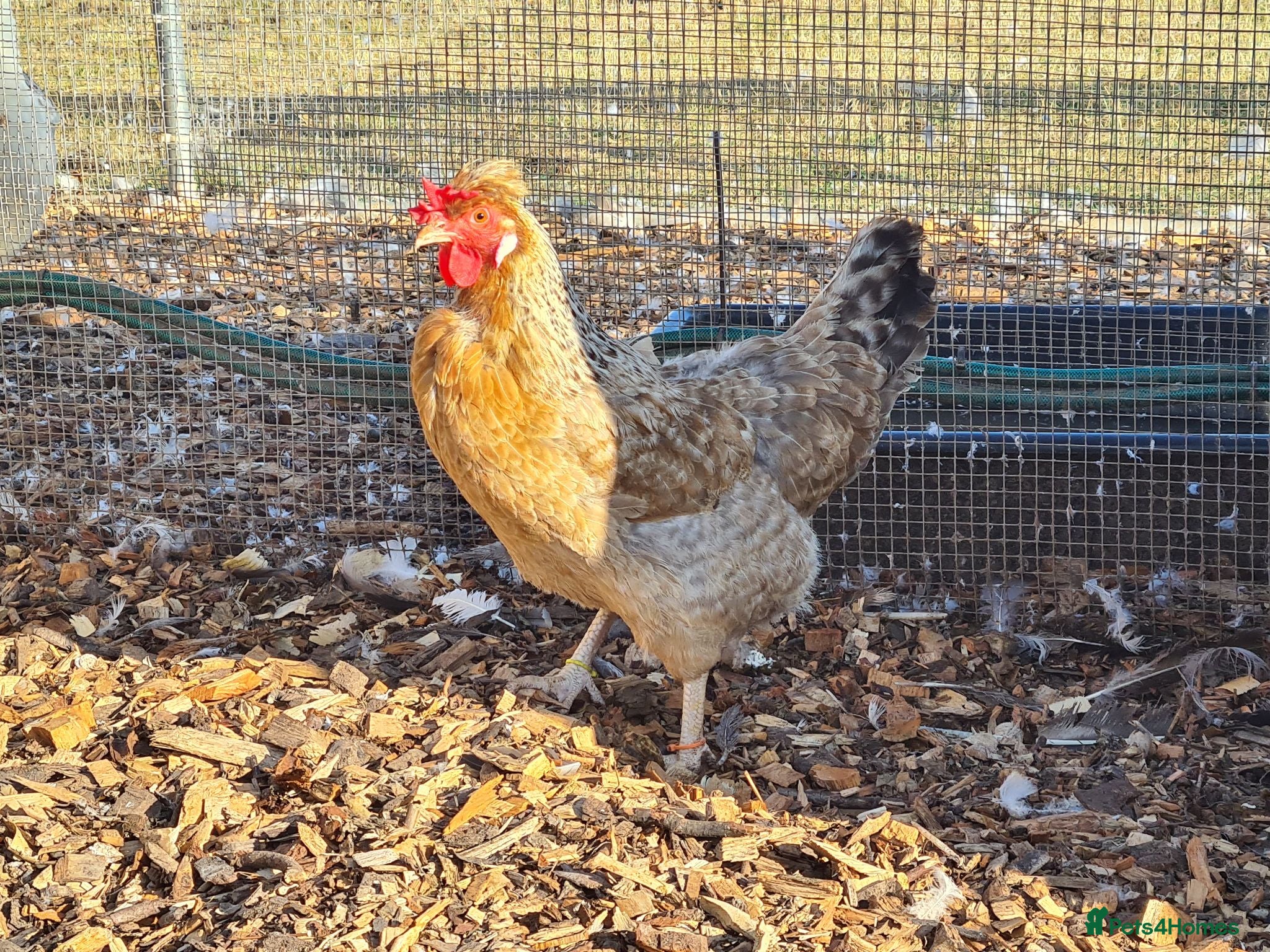 Chickens poultry Cream legbars 2025  - Advert 1