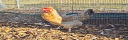 Chickens poultry for sale: Cream legbars 2025  in Peterlee - Advert 1