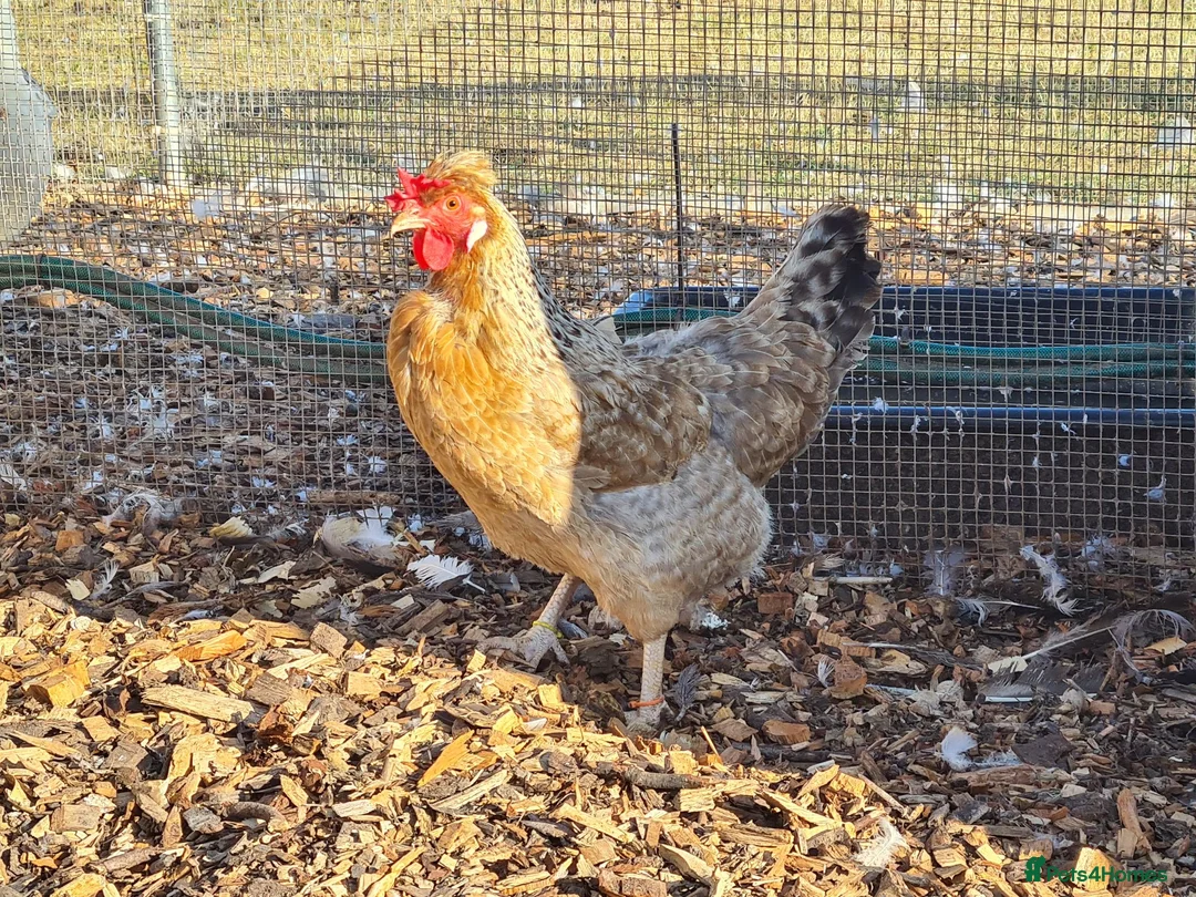 Chickens poultry for sale: Cream legbars 2025  in Peterlee - Advert 1