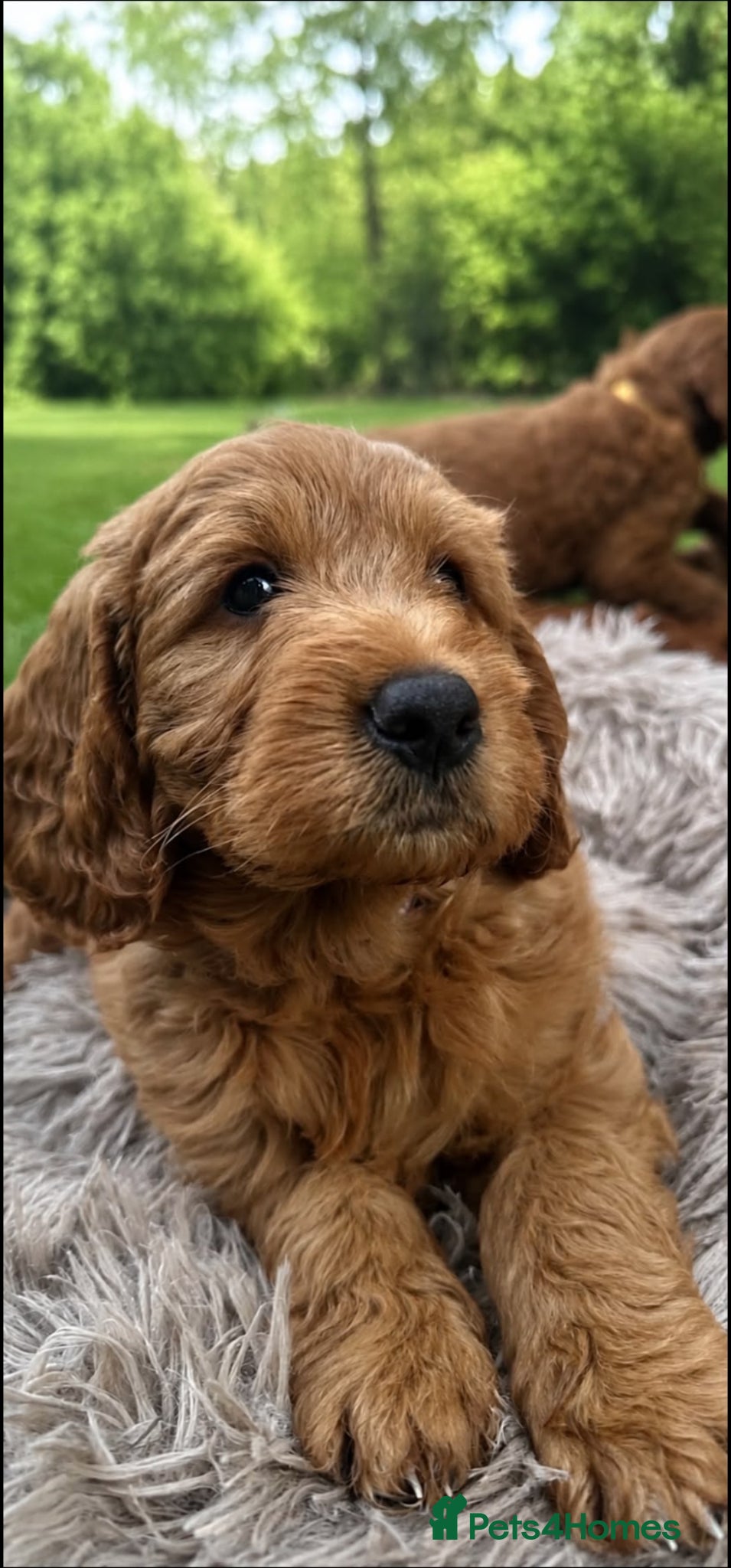 Mini Goldendoodle dogs 1 GIRL F1 MINI GOLDENDOODLE - Advert 1