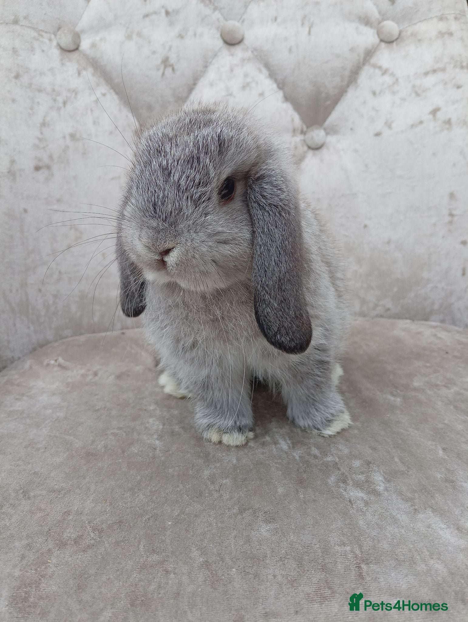 Mini Lop rabbits Free starter pack! Baby mini lops  - Advert 1