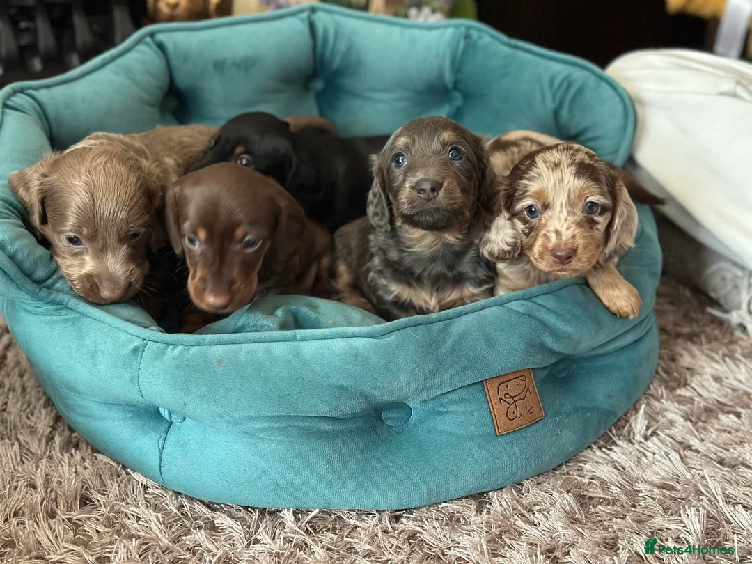 Miniature Dachshund dogs for stud: **RogueRoyales Luxe** PRA Clear Long Hair in Wolverhampton - Advert 11