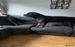 Rottweiler dogs for stud: Proven Rottweiler for stud! in Bury Saint Edmunds - Image 9