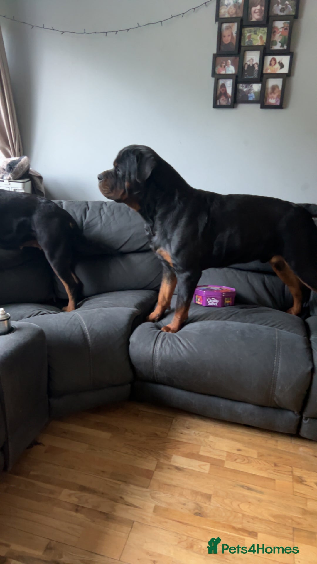 Rottweiler dogs for stud: Proven Rottweiler for stud! in Bury Saint Edmunds - Image 9