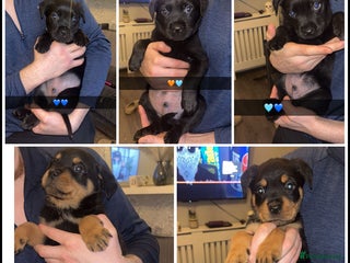 Rottweiler dogs READY TO GO NOWW ✨ - Advert 2