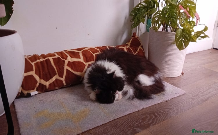 Persian cats - Advert 3
