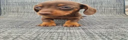 Dachshund dogs for sale: Dachshund puppies 8wks - Advert 13